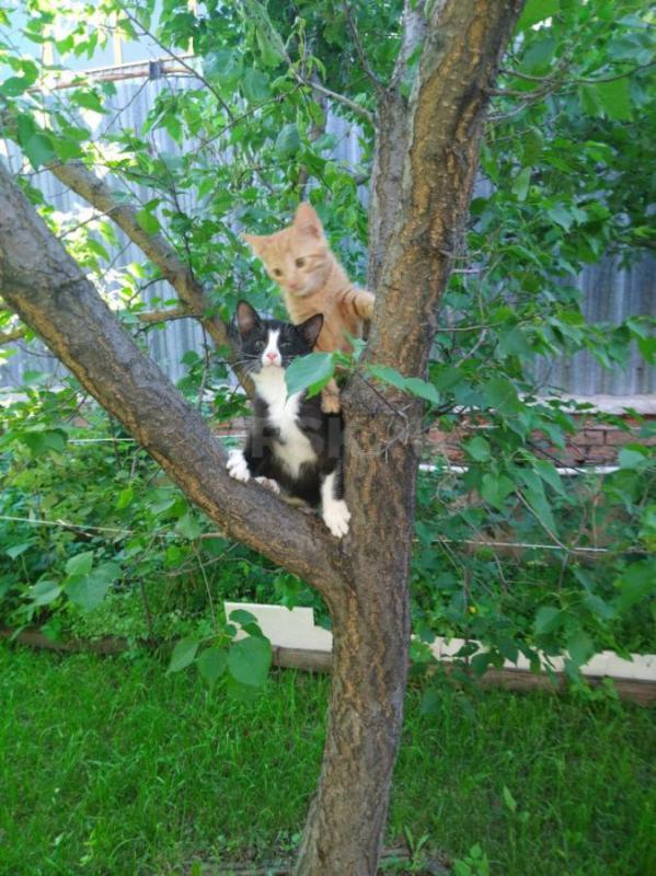 Отдам в добрые руки котят. - Орск