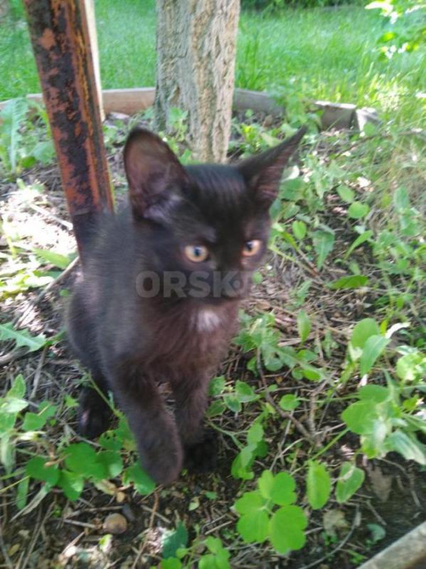 Отдам в добрые руки котят. - Орск