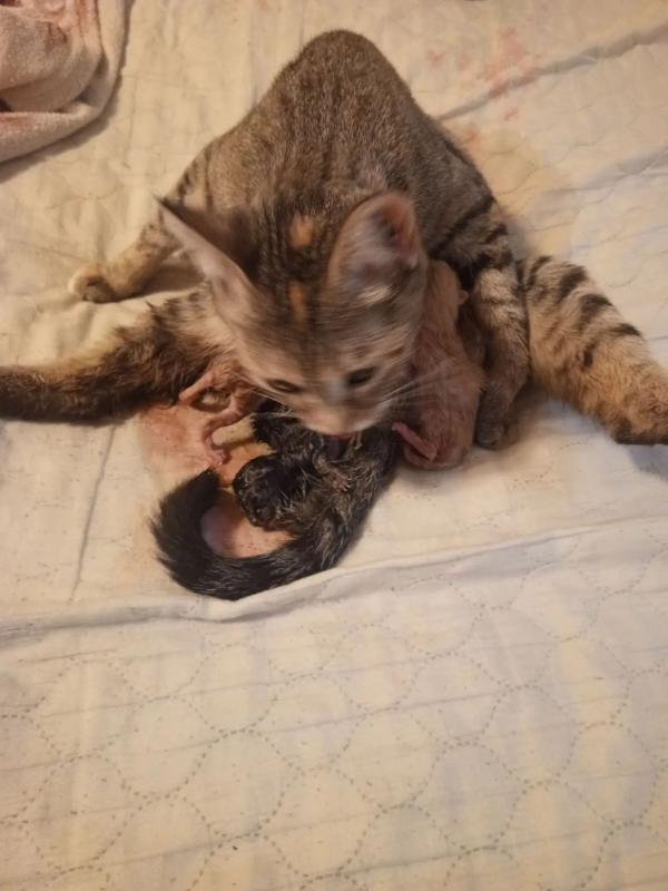 Кошка убежала,посёлок степной,помогите пожалуйста найти,кличка соня,у нее маленькие котята,очень сил - Орск