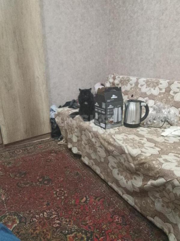 Пропал кот чёрный пушистый с белым галстуком, зовут Черныш. - Орск