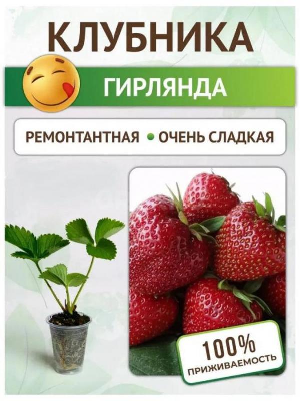 Рассада ремонтантной (с ягодами всё лето) клубники: «Елизавета», «Гирлянда». - Орск