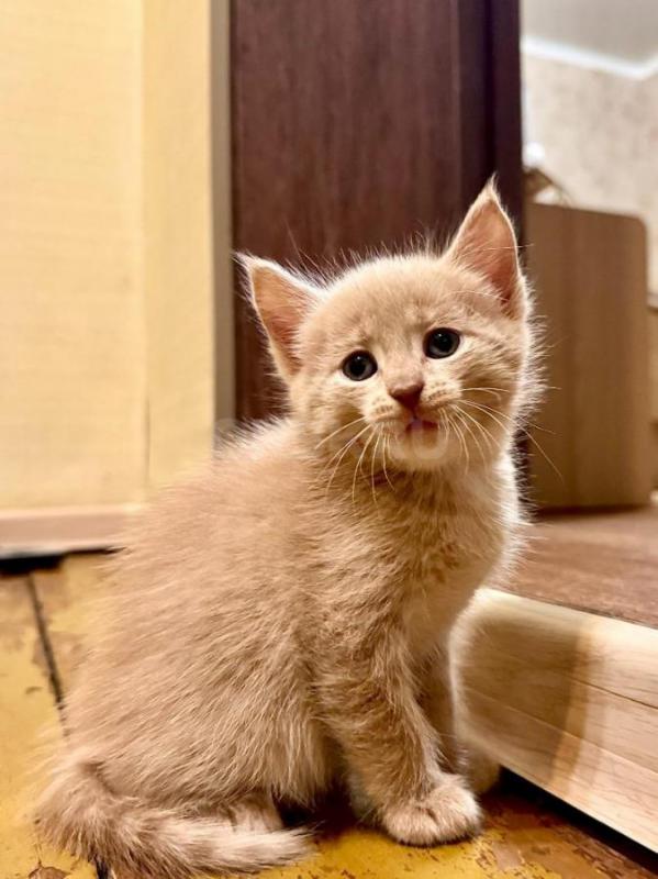 Отдам в хорошие руки прекрасных котят, все мальчики, едят всё, к латку приучены. 1,5 месяца. - Орск