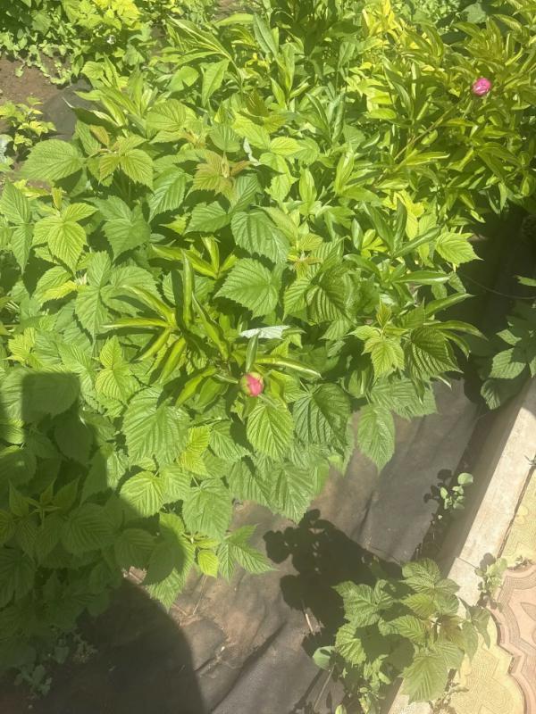 Предлагаем Вашему вниманию,прекрасный дачный участок в одной из самых востребованных локаций нашего - Оренбург