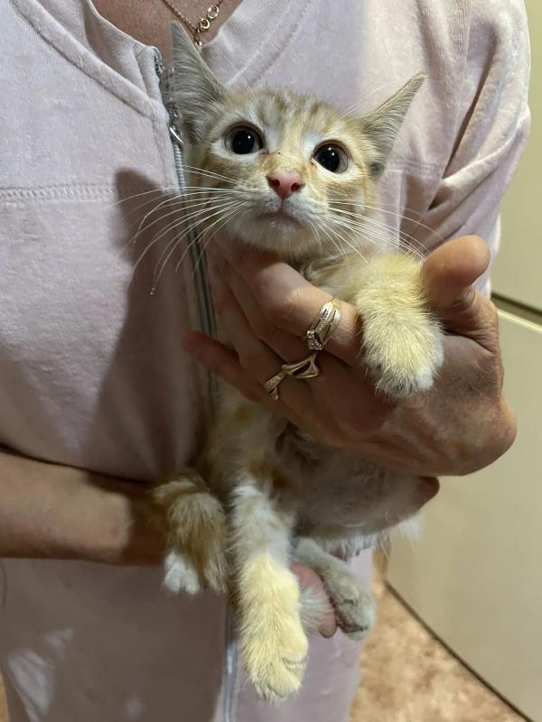 Котёнок мальчик, к подъезду подкинули домашнего котёнка, очень спокойный, возраст 1 мес. - Новотроицк