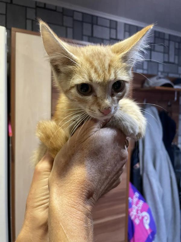 Котёнок мальчик, к подъезду подкинули домашнего котёнка, очень спокойный, возраст 1 мес. - Новотроицк