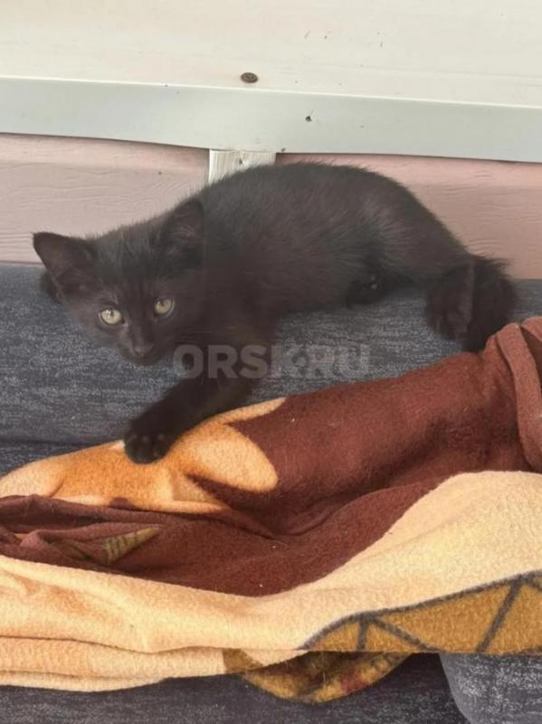 Отдадим в хорошие руки котят: 1 фото- девочка 3 мес, 2 фото- мальчик 2 мес, 3 фото- девочка 2 мес... - Орск