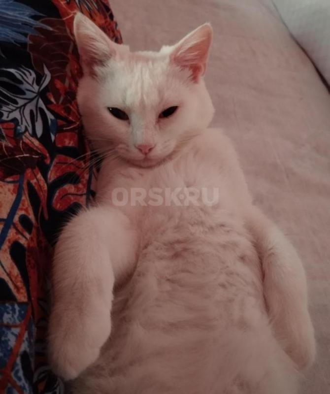 Снежок ищет дом и заботливых и любящих хозяев. - Орск