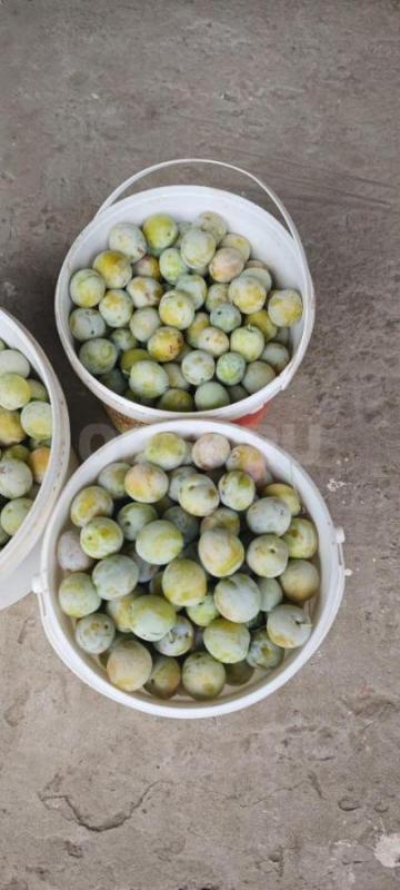 Продам сливу желтую ,сладкую .только собрали с дерева.. - Орск