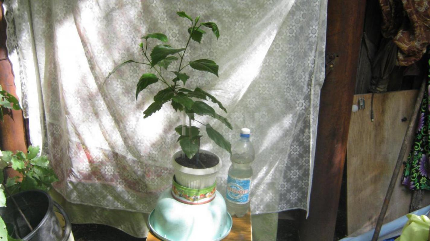 Продам комнатные цветы. 1. - Орск