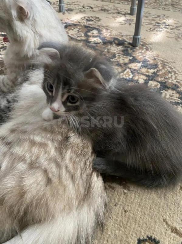 Раздам вислоухих котят и одного самого смышлёного- местного котенка... - Орск