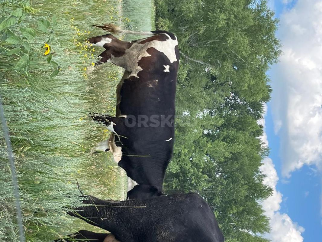 Продаются здоровые, продуктивные молочные коровы с отличной генетикой и высоким потенциалом удоя. - Орск