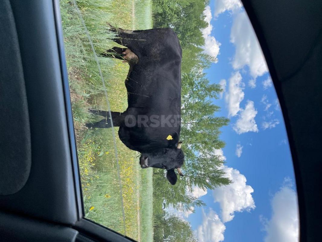 Продаются здоровые, продуктивные молочные коровы с отличной генетикой и высоким потенциалом удоя. - Орск