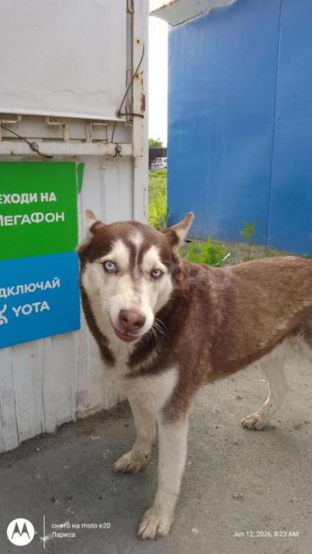 В связи с переездом пристраиваются хаски в хорошие руки мама и сынок. - Орск