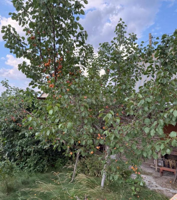Продам сад остановка 2-я садовая СНТ № 2, ул. - Орск