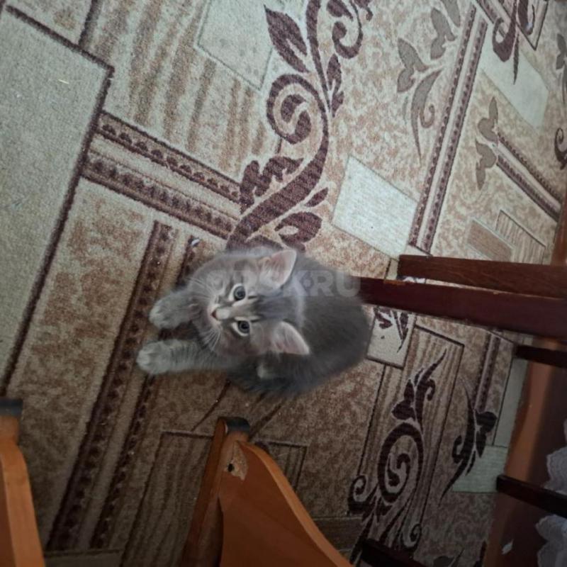 Отдам в добрые хорошие  руки котят 1,5 месяца:котика и 2 кошечки,пушистые серого окраса от кошки мыш - Орск