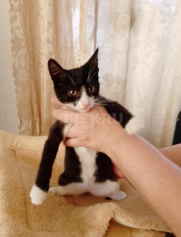 SOS- с передержки котята, были спасены с мамой - кошкой с улицы. - Орск