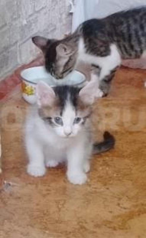 SOS- с передержки котята, были спасены с мамой - кошкой с улицы. - Орск