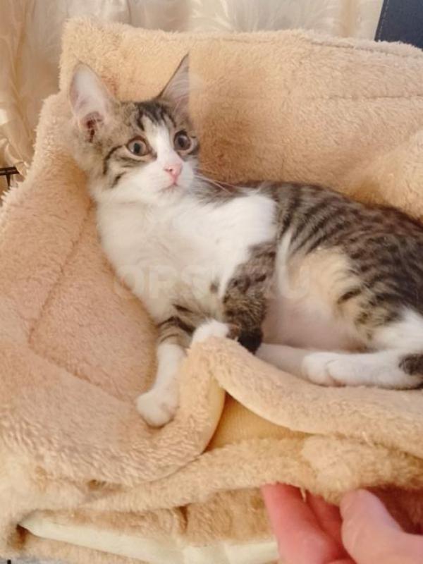SOS- с передержки котята, были спасены с мамой - кошкой с улицы. - Орск