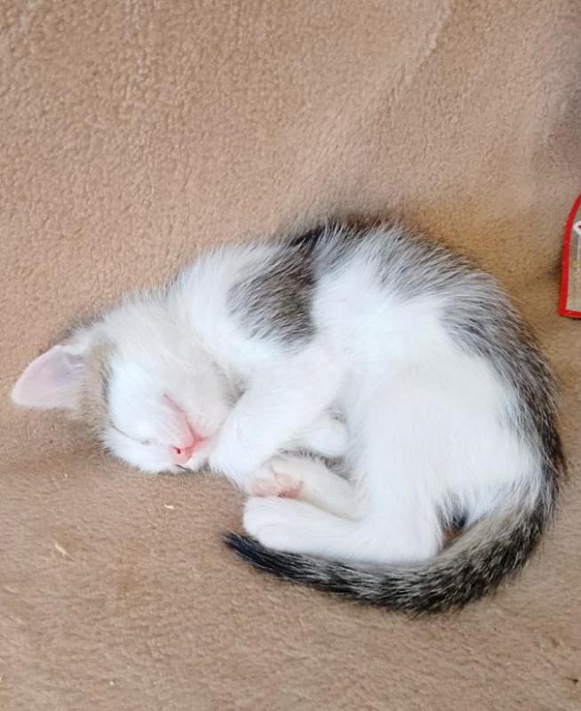 SOS- с передержки котята, были спасены с мамой - кошкой с улицы. - Орск