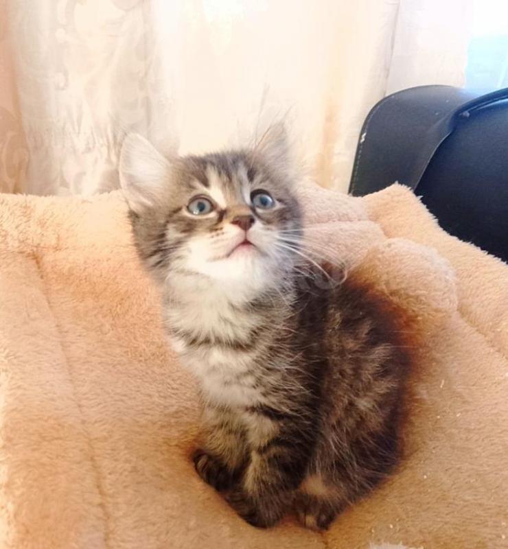 SOS- с передержки котята, были спасены с мамой - кошкой с улицы. - Орск