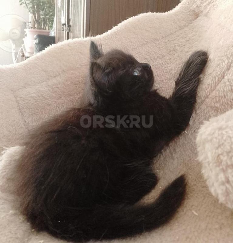 SOS- с передержки котята, были спасены с мамой - кошкой с улицы. - Орск