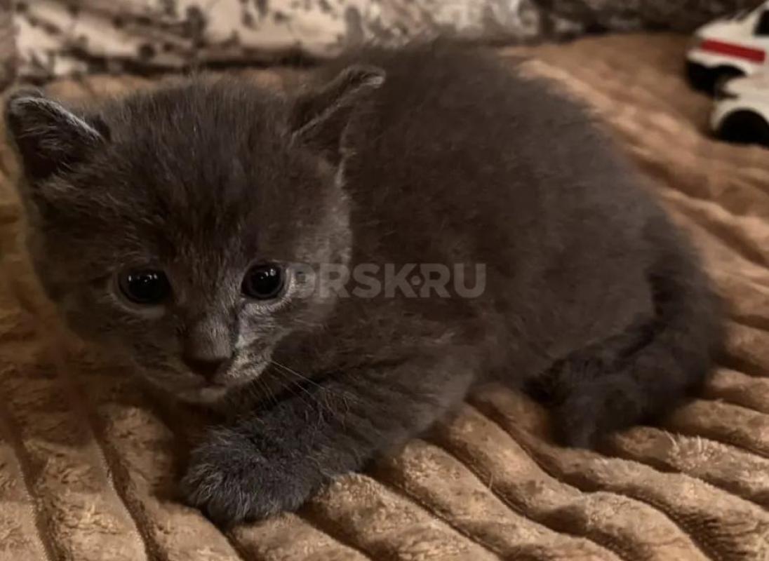 Отдам котят. - Орск