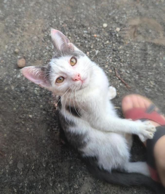 Очень ласковый котёнок ищет хороший дом. - Орск