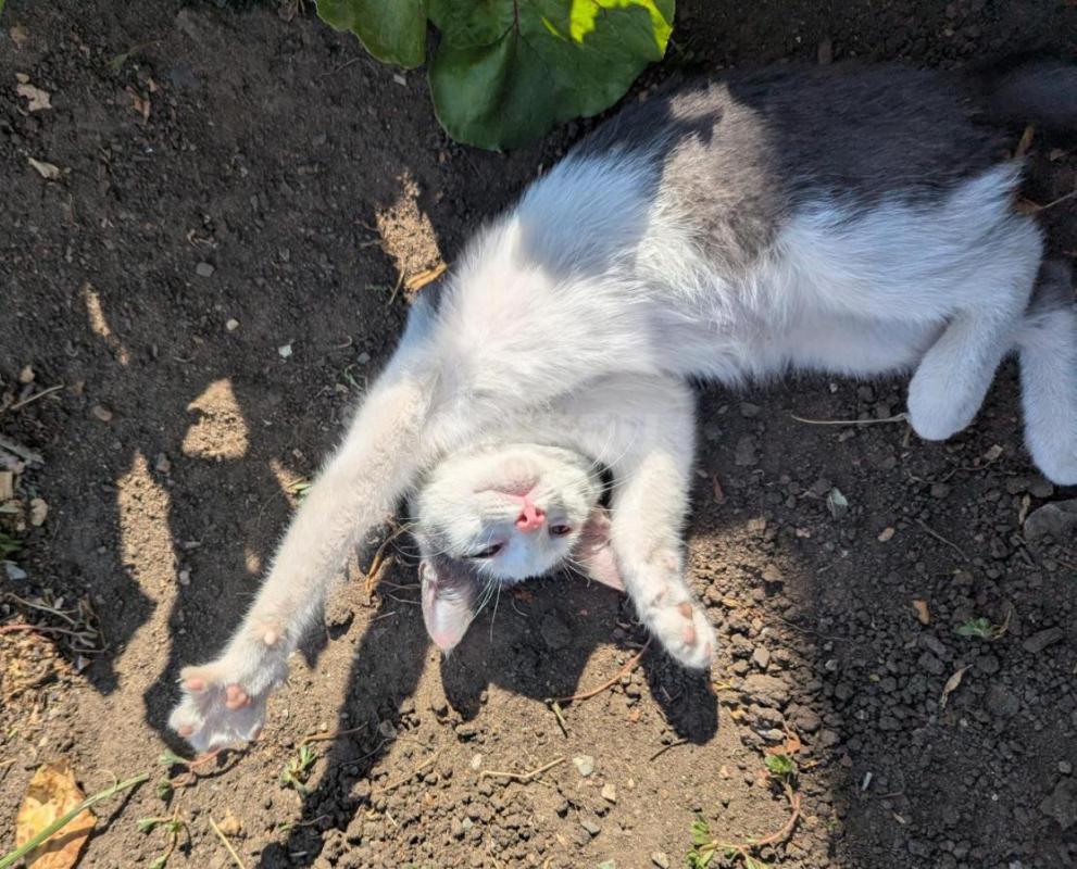 Очень ласковый котёнок ищет хороший дом. - Орск