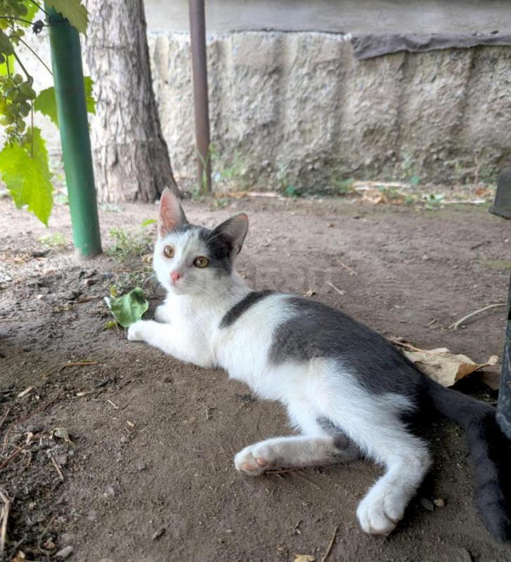 Очень ласковый котёнок ищет хороший дом. - Орск