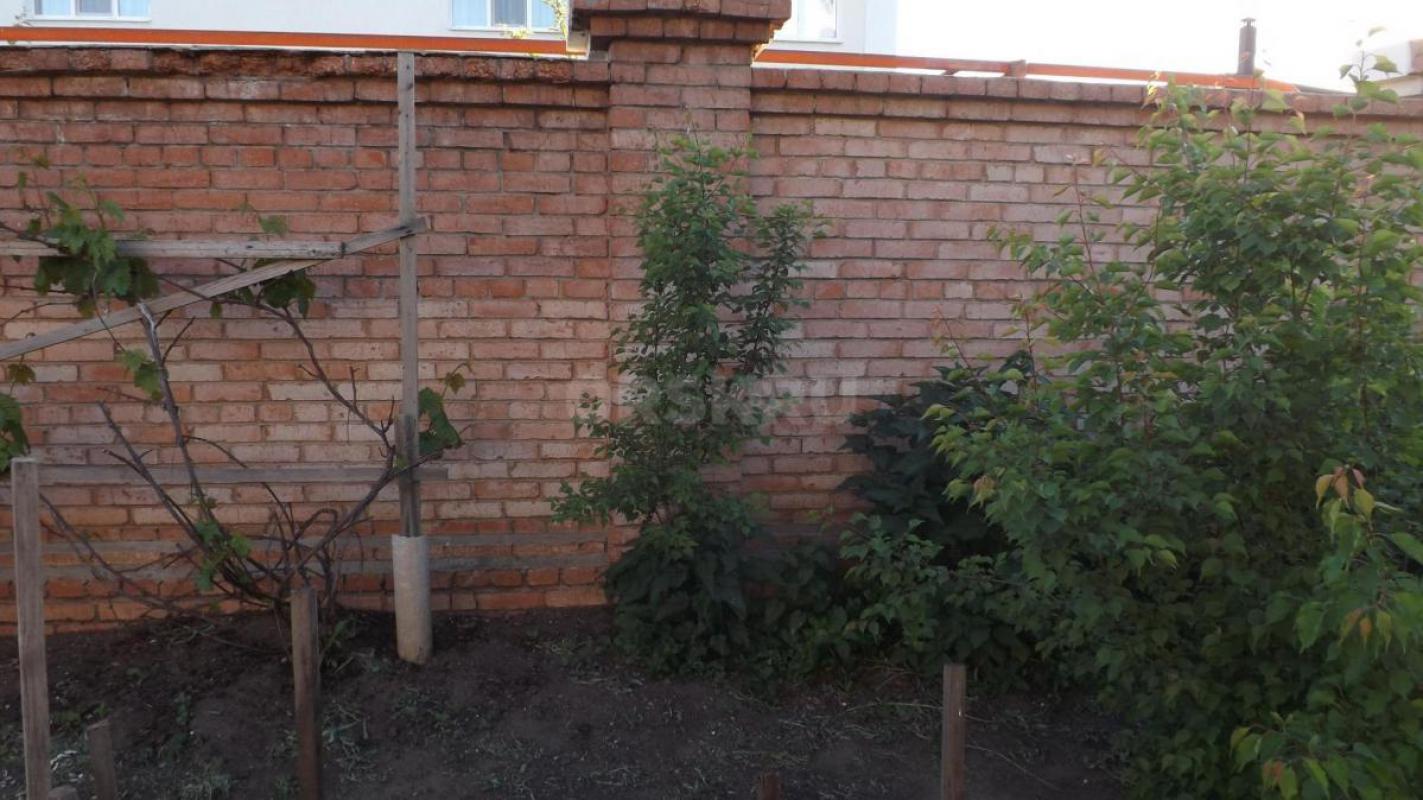 Продам саженцы абрикосов 3-4шт. - Орск