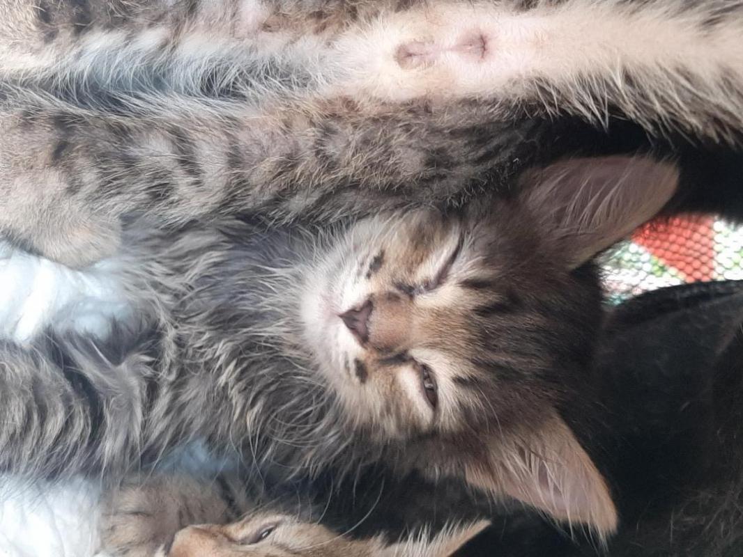 Котята- 2 месяца, котик и две девочки, котик пушистый, темненький, игручие, ласковые, едят все натур - Орск