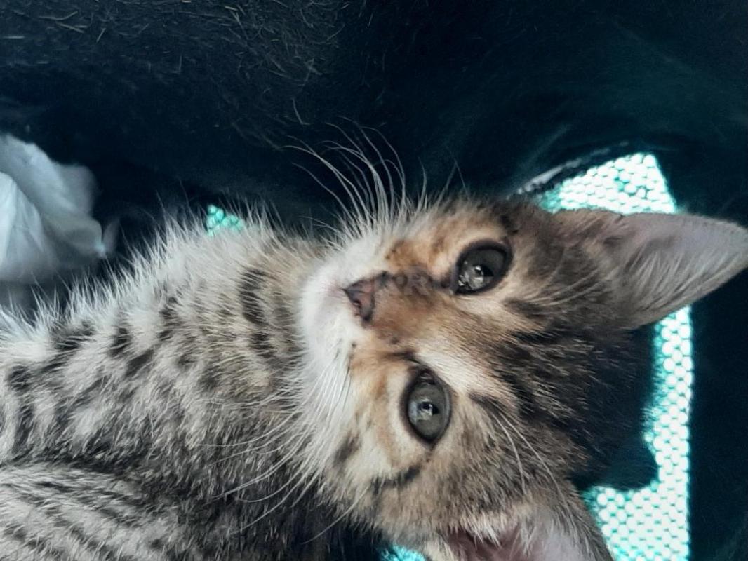 Котята- 2 месяца, котик и две девочки, котик пушистый, темненький, игручие, ласковые, едят все натур - Орск