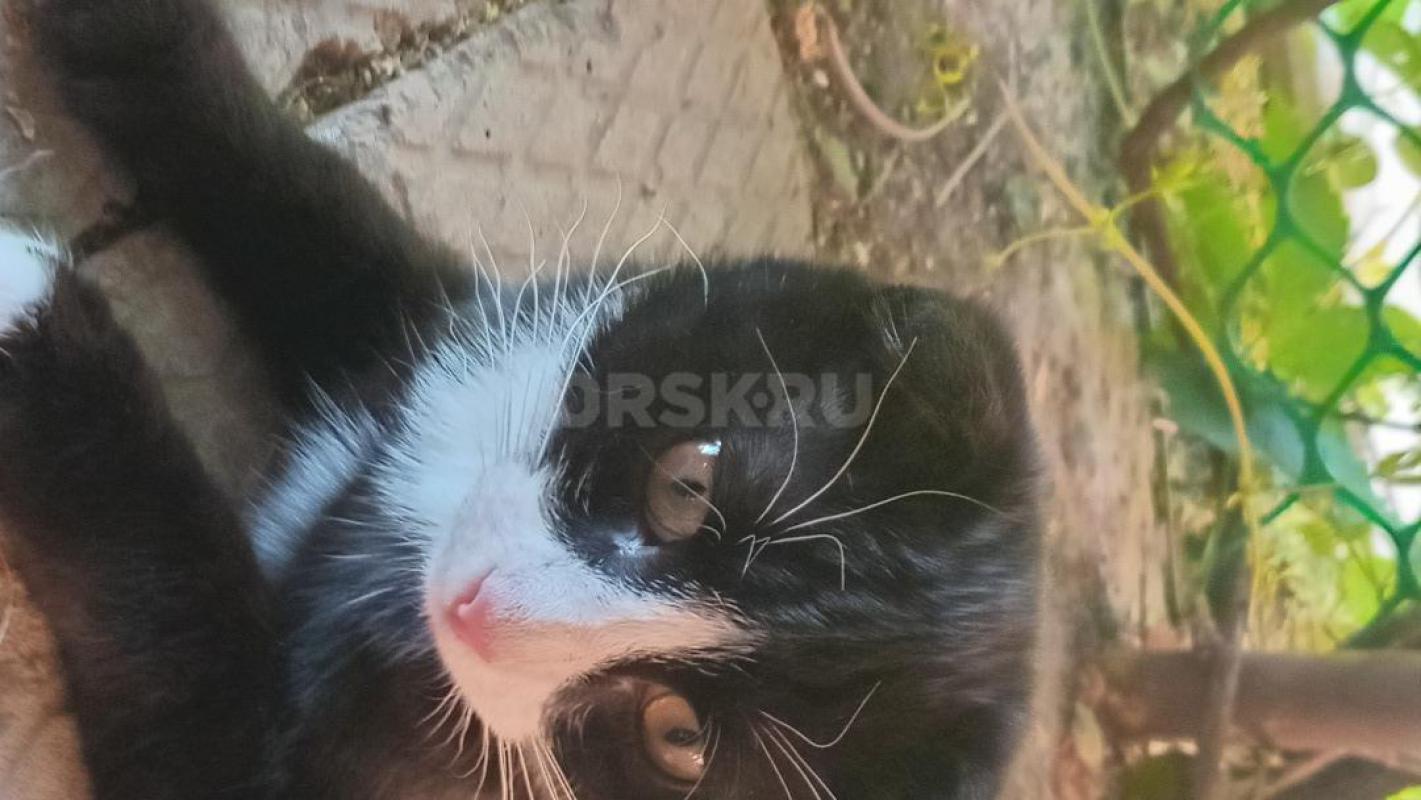 Отдам в добрые руки нуждающимся в душевном спокойствии и бескорыстной любви любого из трех ласковых - Орск