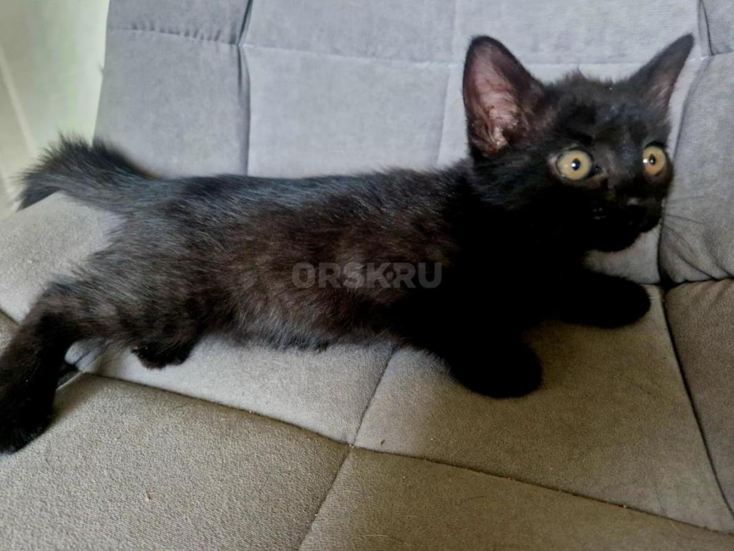 Отдам котят в добрые руки. - Орск