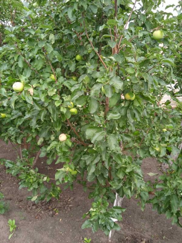 Мечтаете о собственном доме, где можно наслаждаться тишиной и природой, но при этом иметь все необхо - Крыловка