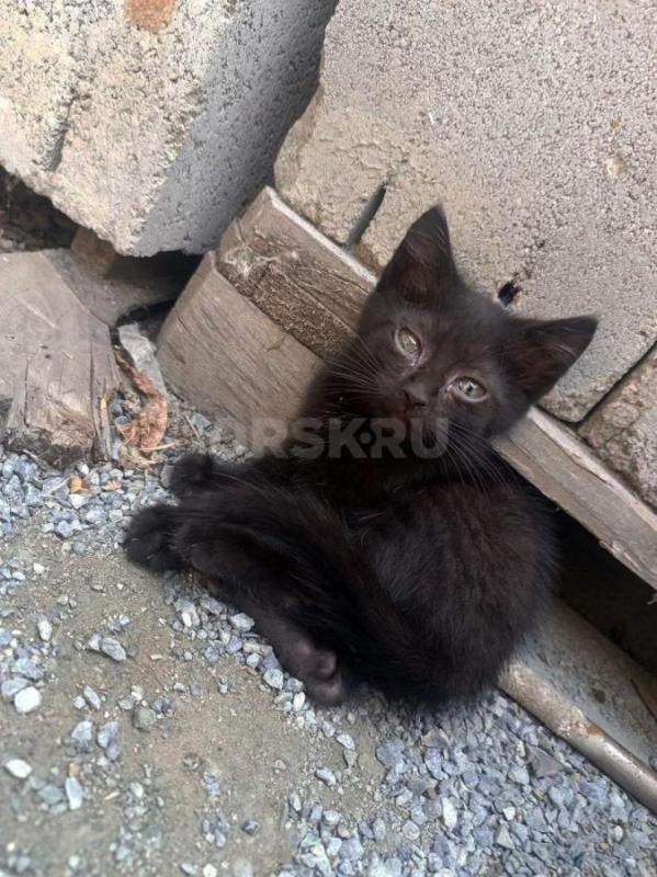 Отдам котят бесплатно в добрые руки
2 мальчика, к лотку приучены, едят сами - Орск