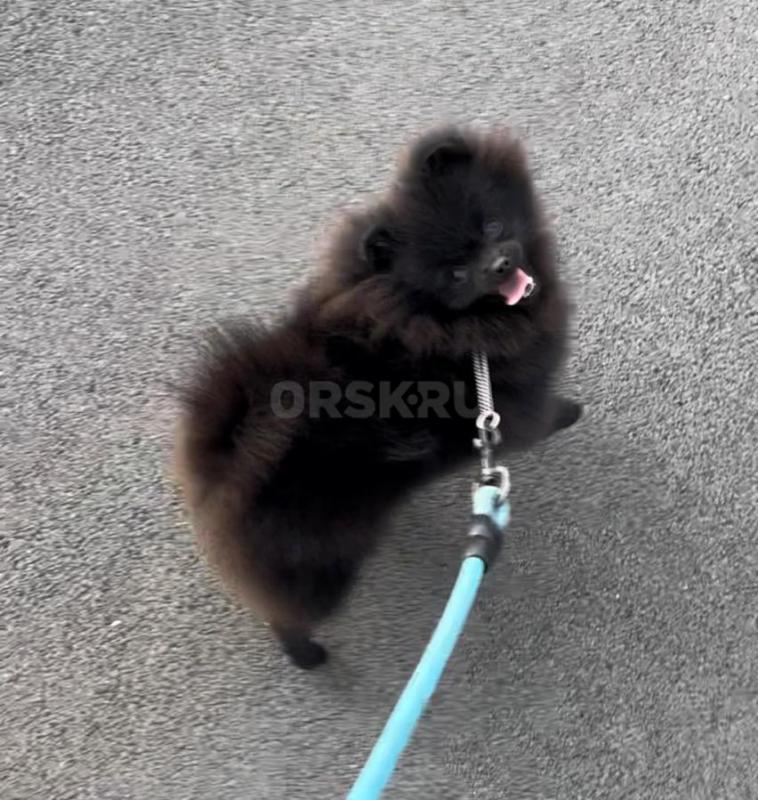 Все у нее отлично, хотела оставить себе, но очень маленькая, 2 кг, больше не вырастет, шустрая, ласк - Орск