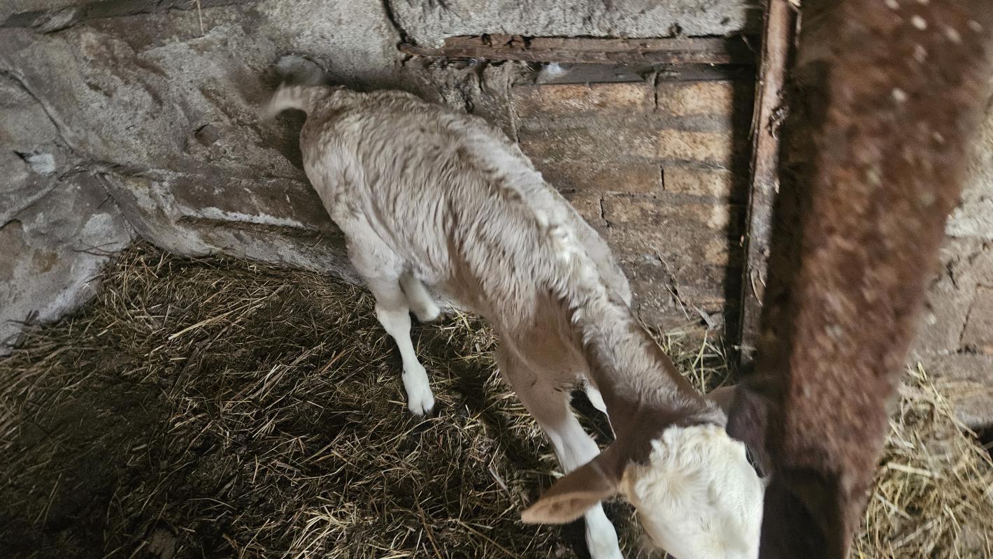 Продается телочка недельная от большой, дойной коровы (фото могу скинуть), пьет с соски, хорошая, зд - Новотроицк