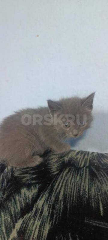 Отдам котят от кошки мышеловки. - Орск