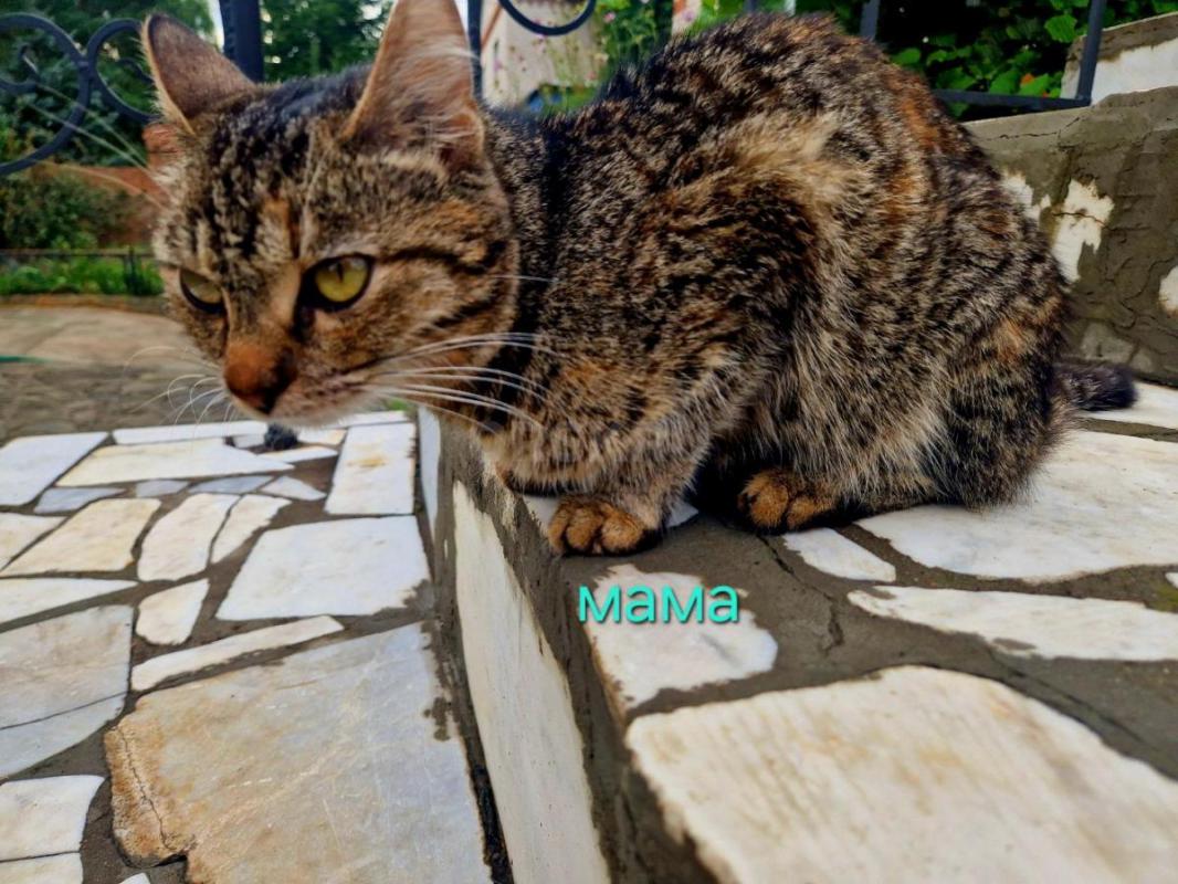 Отдам котят в добрые руки. - Орск