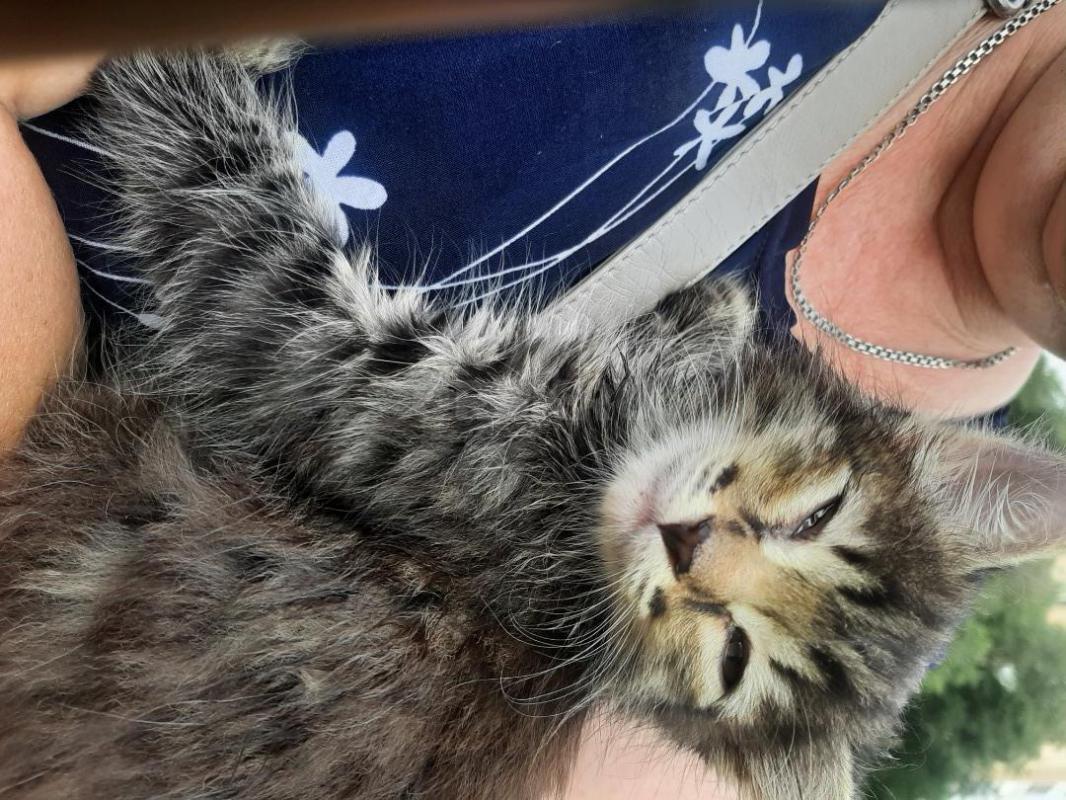 Котята- 2 месяца, котик темненький, пушистый и 2 девочки- серенькие, игручие, ласковые, едят все нат - Орск