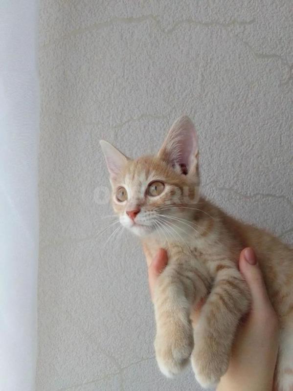 Белый котик и рыжая кошечка, 3 месяца. - Орск