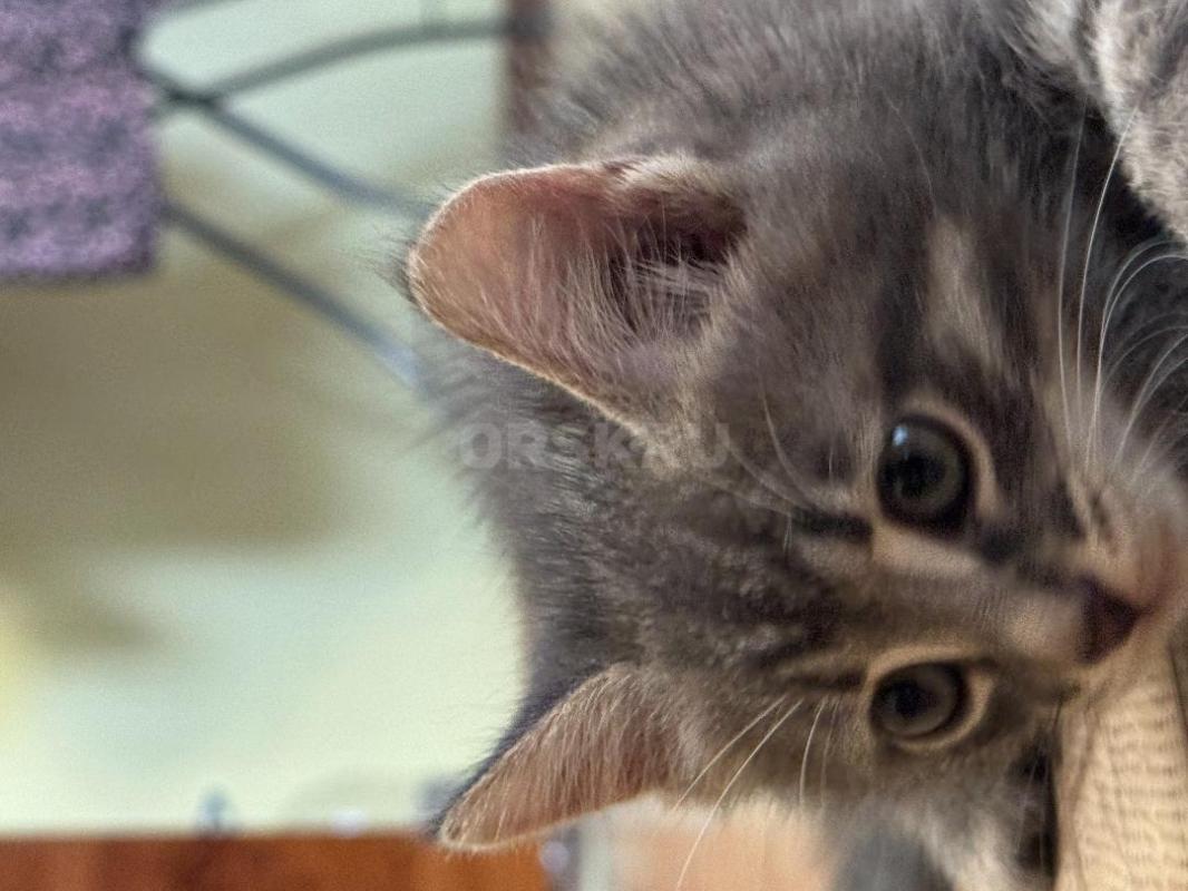 Отдам котенка в хорошие руки, мальчик, 2 месяца, осень умный, игривый, проживает в 6 мкр. - Орск