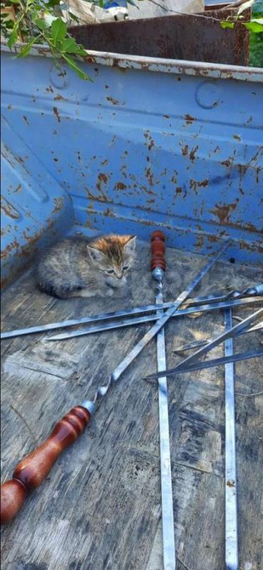Котята в добрые руки. - Орск