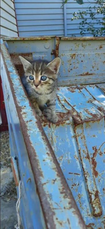 Котята в добрые руки. - Орск
