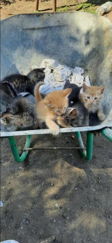 Котята в добрые руки. - Орск