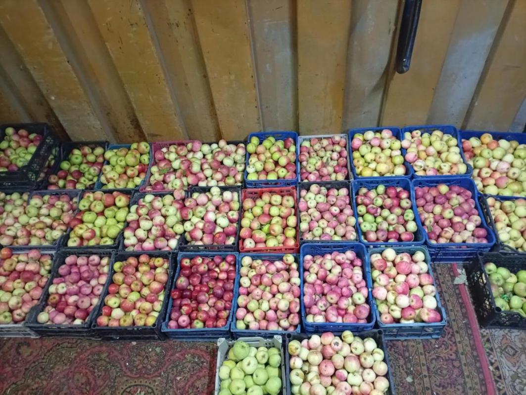 Продам яблоки сладкие и кисло сладкие 50р кг груши жесткие крупные на компот варенье 60р район улица - Орск