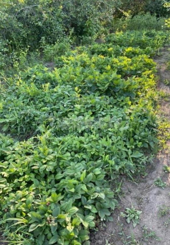 Продам уютное тихое местечко, рай для души и сердца, в ЮУМЗ СНТ 3, рядом приток Урала, можно купатьс - Орск