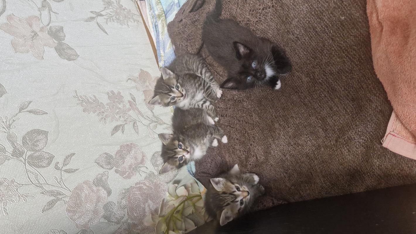 Отдам котят от сиамской кошки,папа британец. - Новотроицк