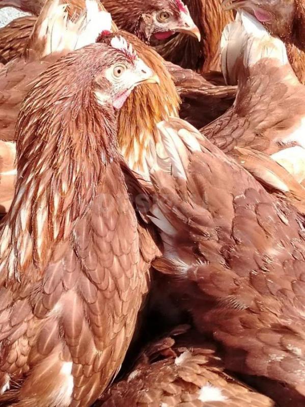 Продам кур молодок 4,5 месяца, Ломан Браун - Орск